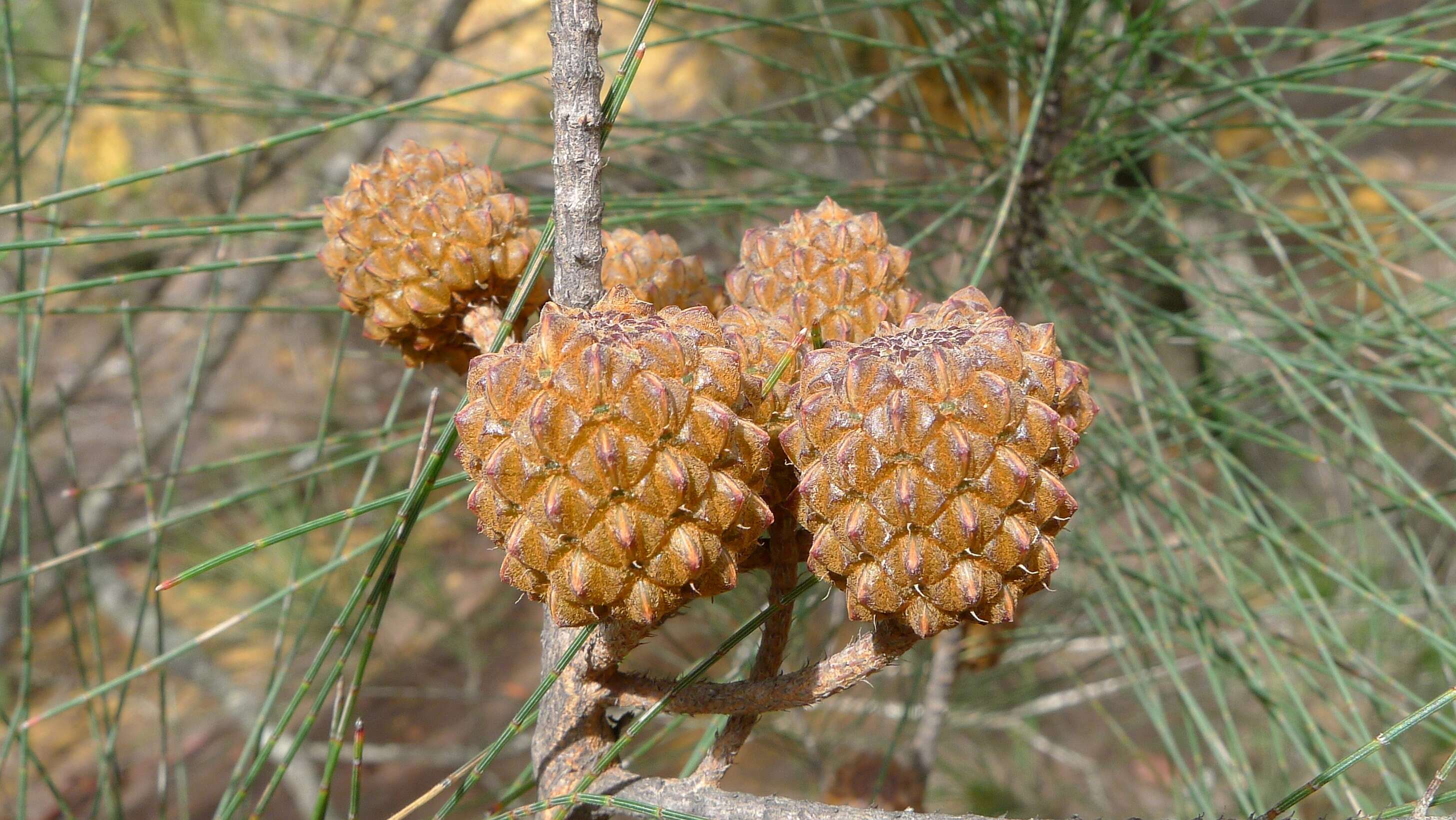 Image of black she-oak