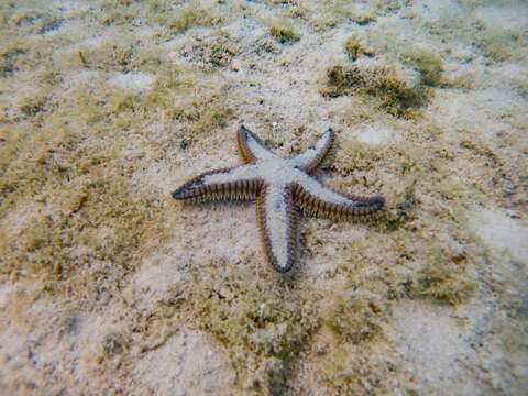 Image of Two-spined sea star