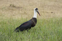 Image of African Woolly-necked Stork