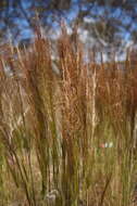 Image of Austrostipa nodosa (S. T. Blake) S. W. L. Jacobs & J. Everett