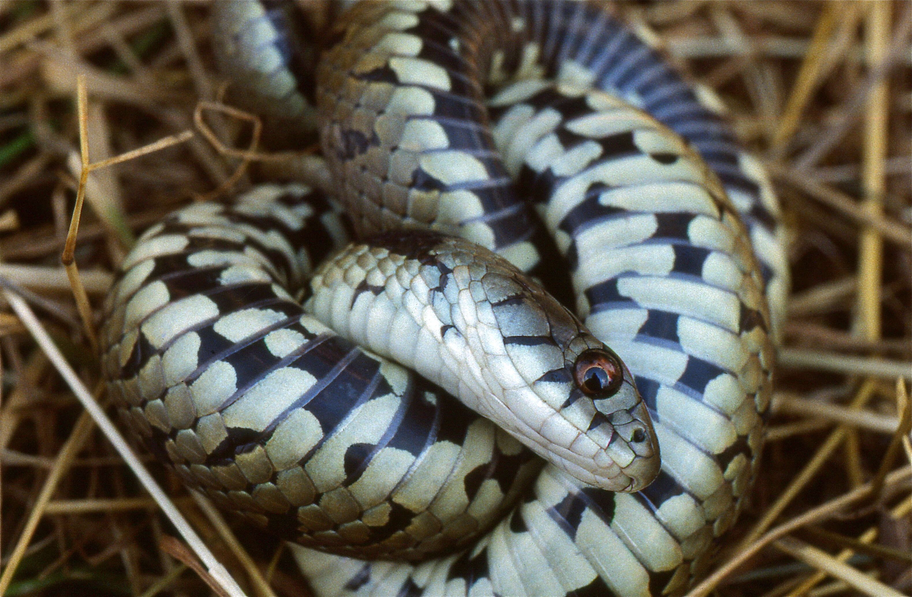 Image of Natrix astreptophora