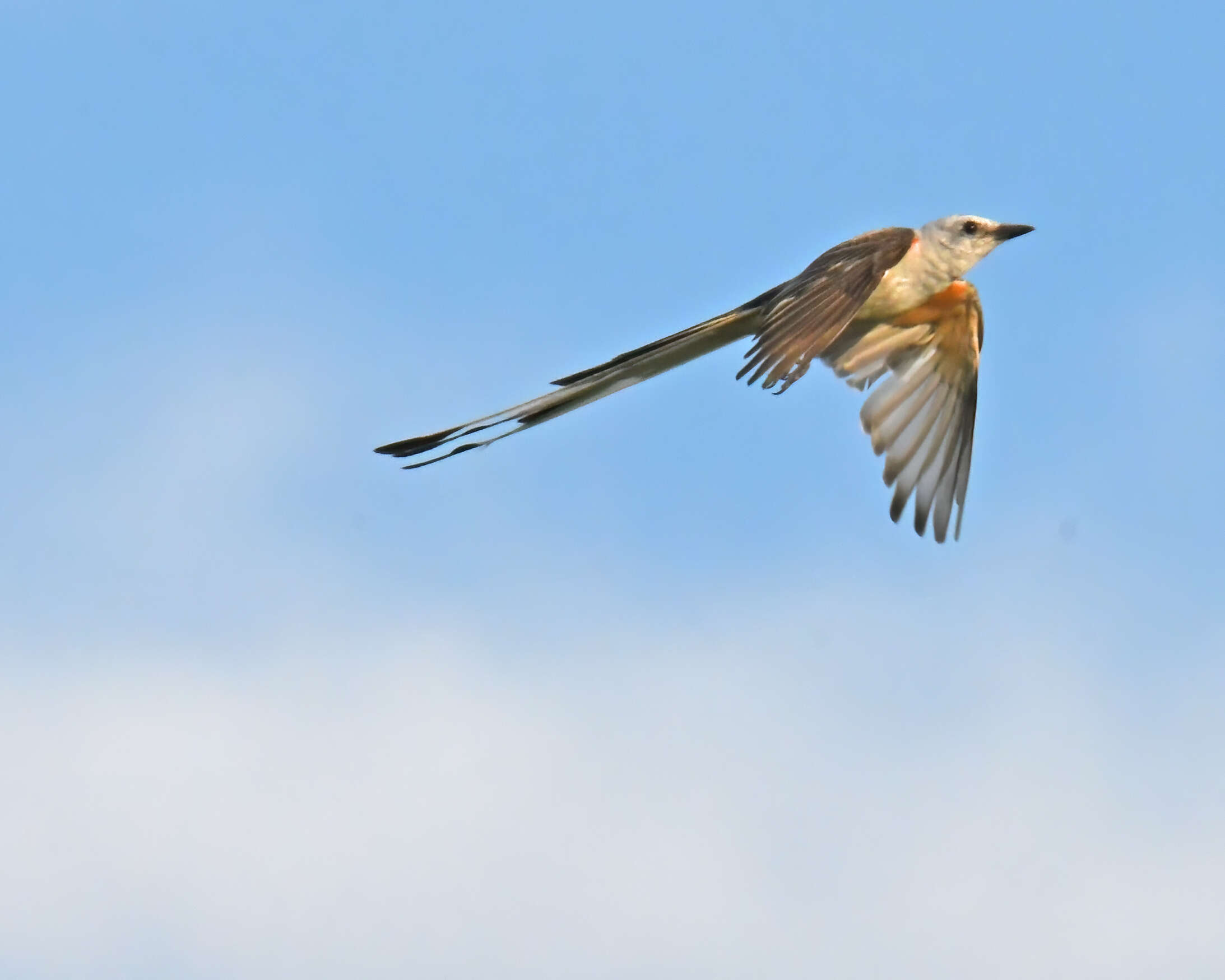 Image of Scissor-tailed Flycatcher