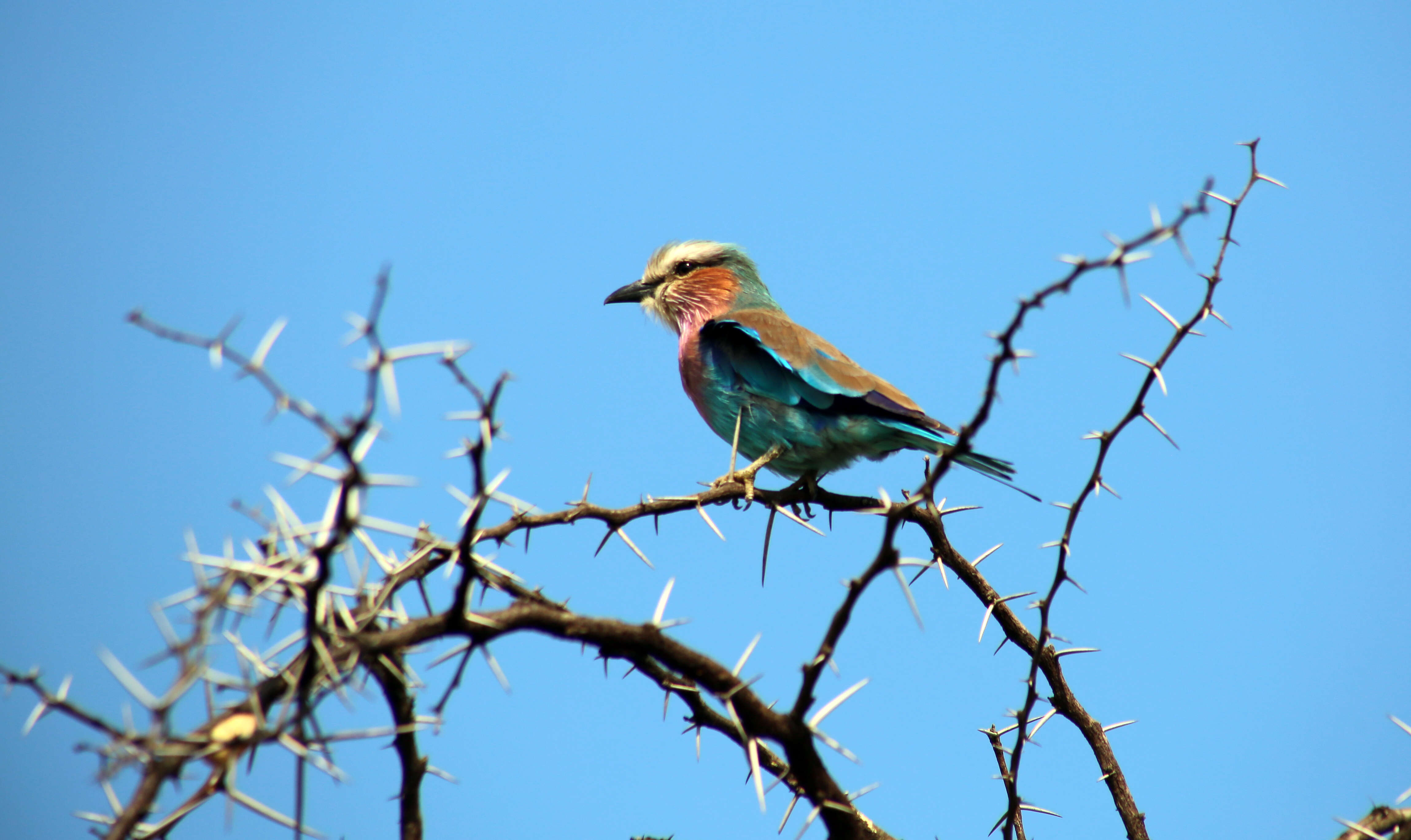 Image of Lilac-breasted Roller