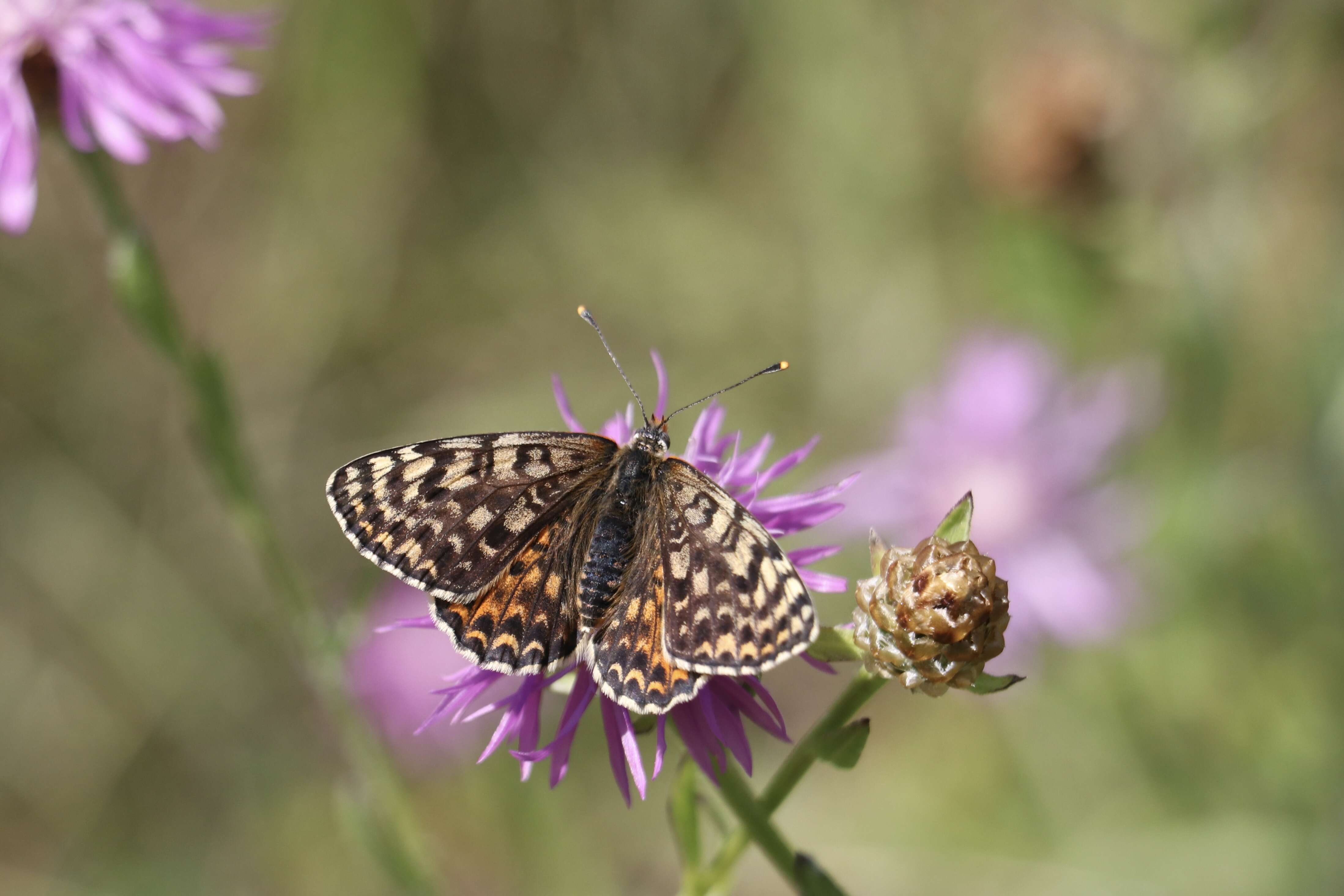 Image of Red-Band Fritillary