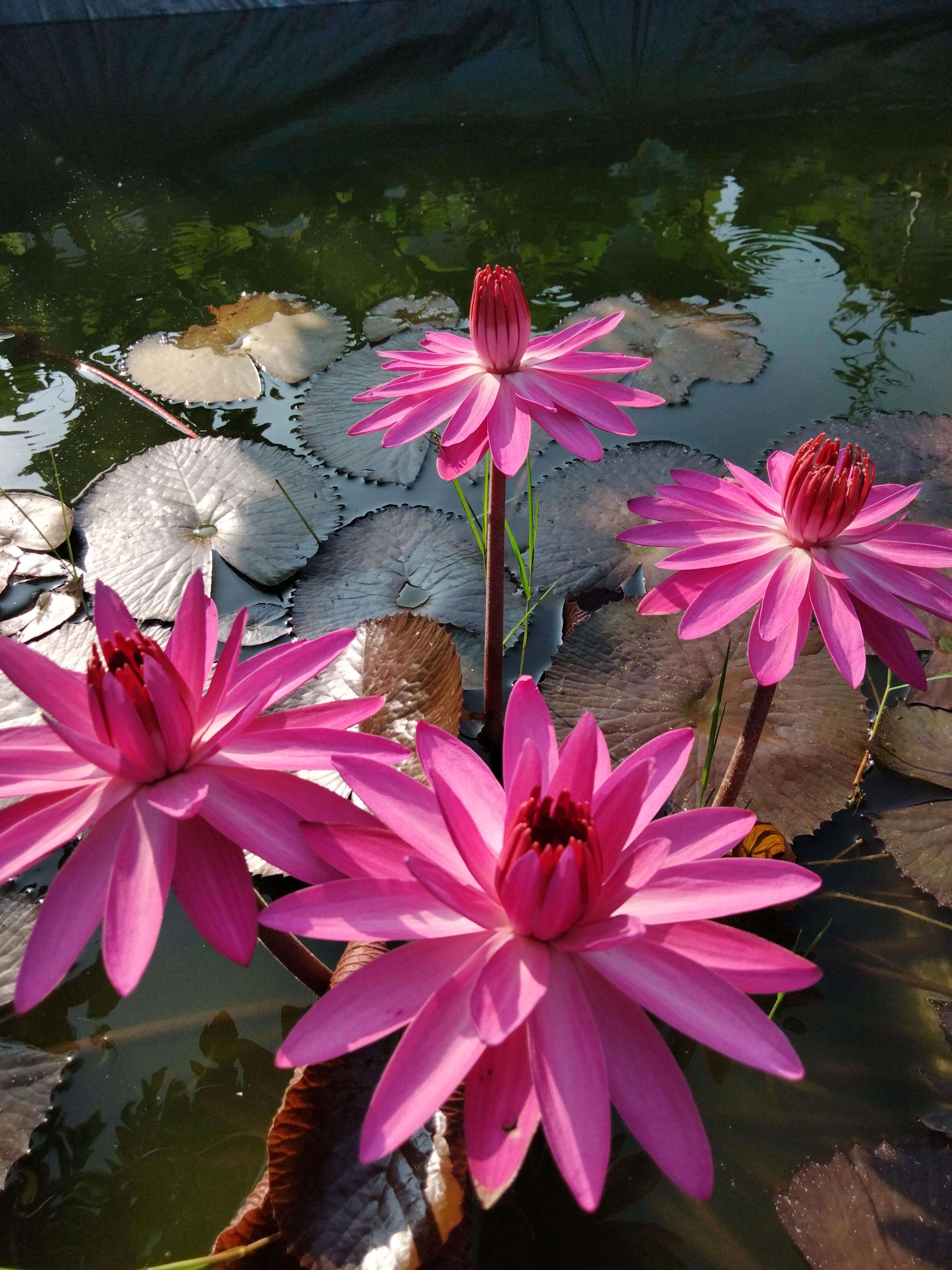 Image of waterlilies