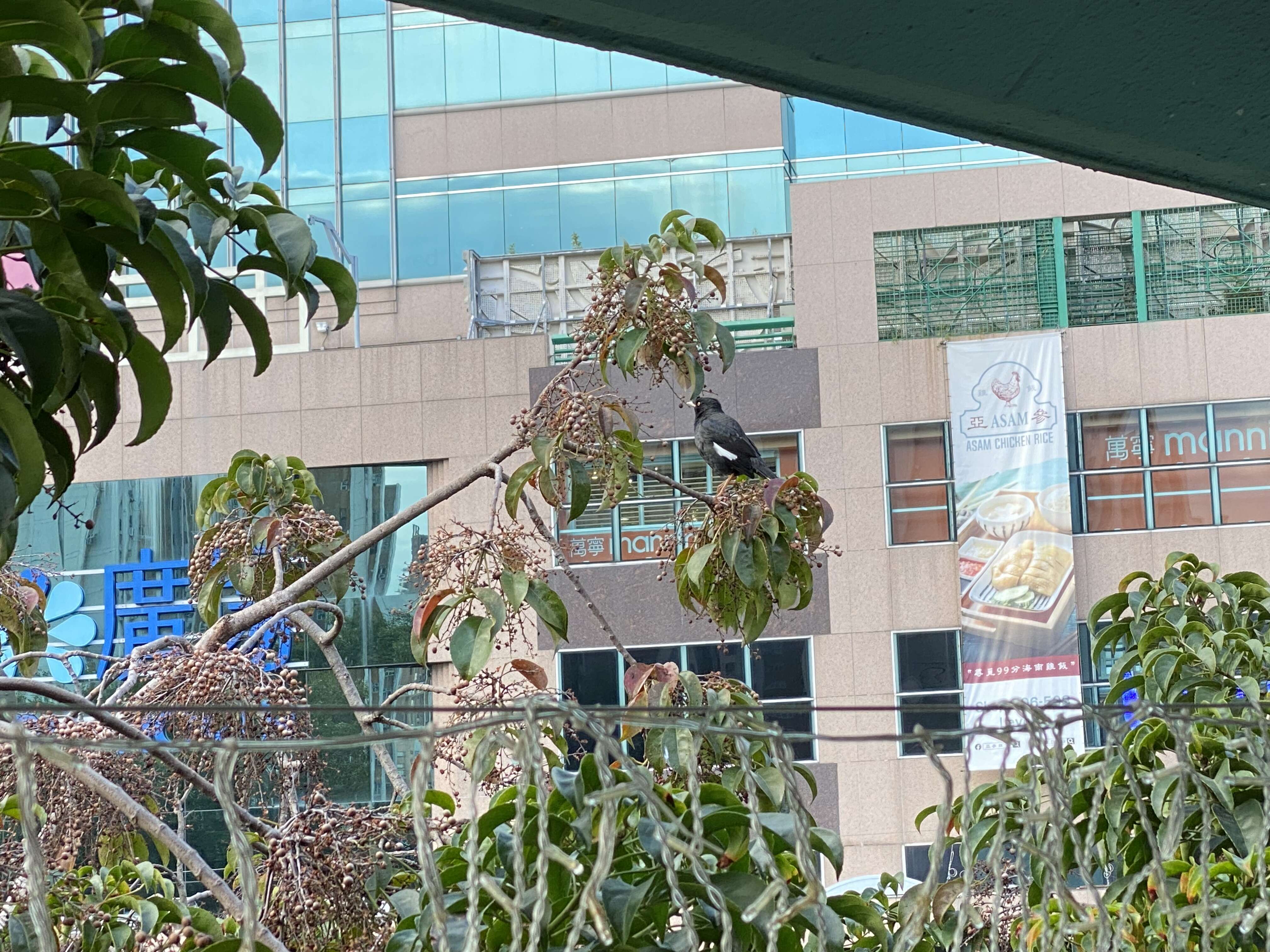 Image of Crested Myna