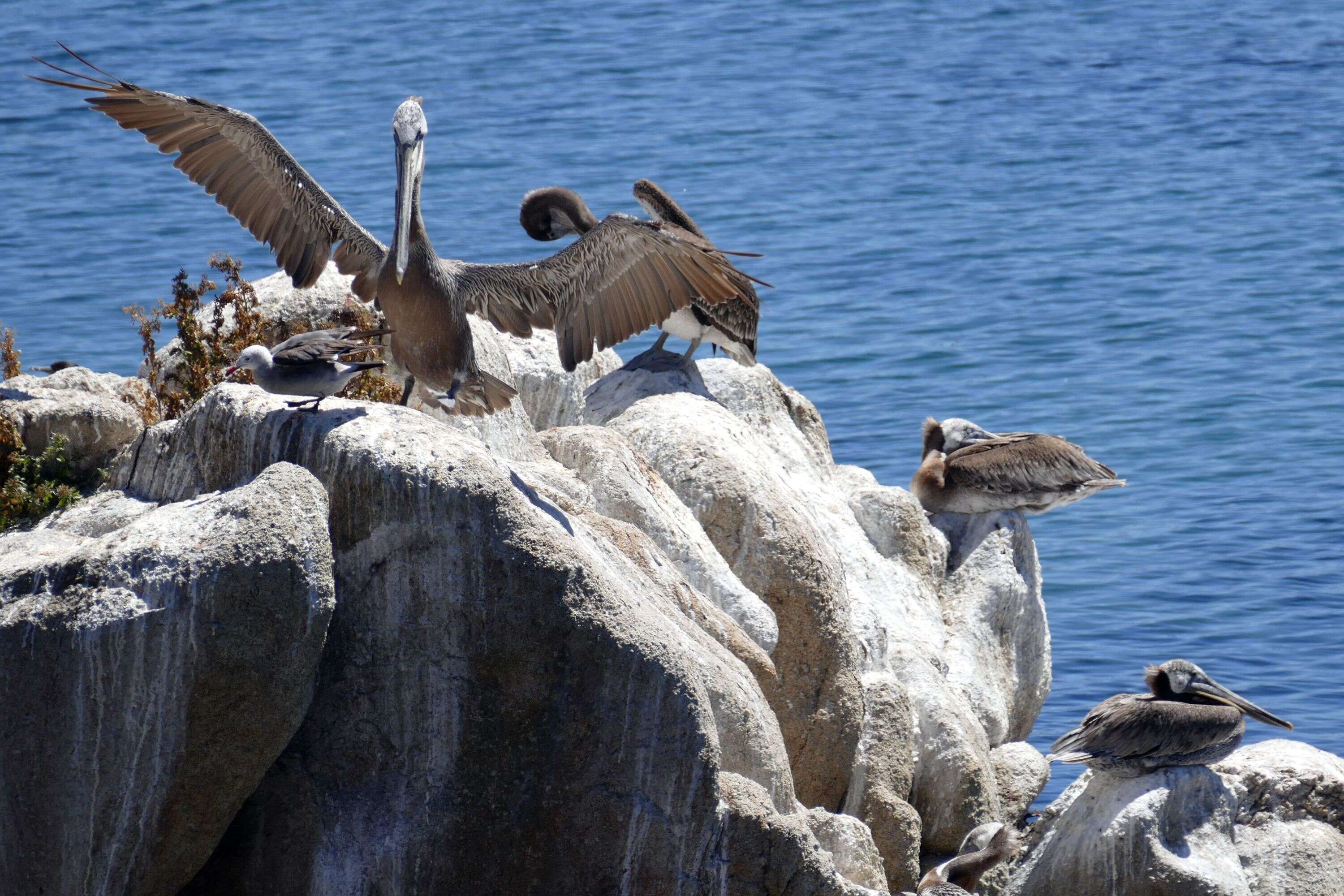 Image of California brown pelican