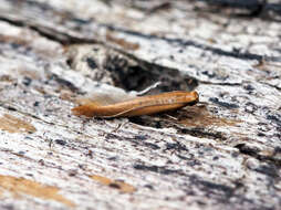 Sivun Caloptilia rufipennella (Hübner 1796) kuva