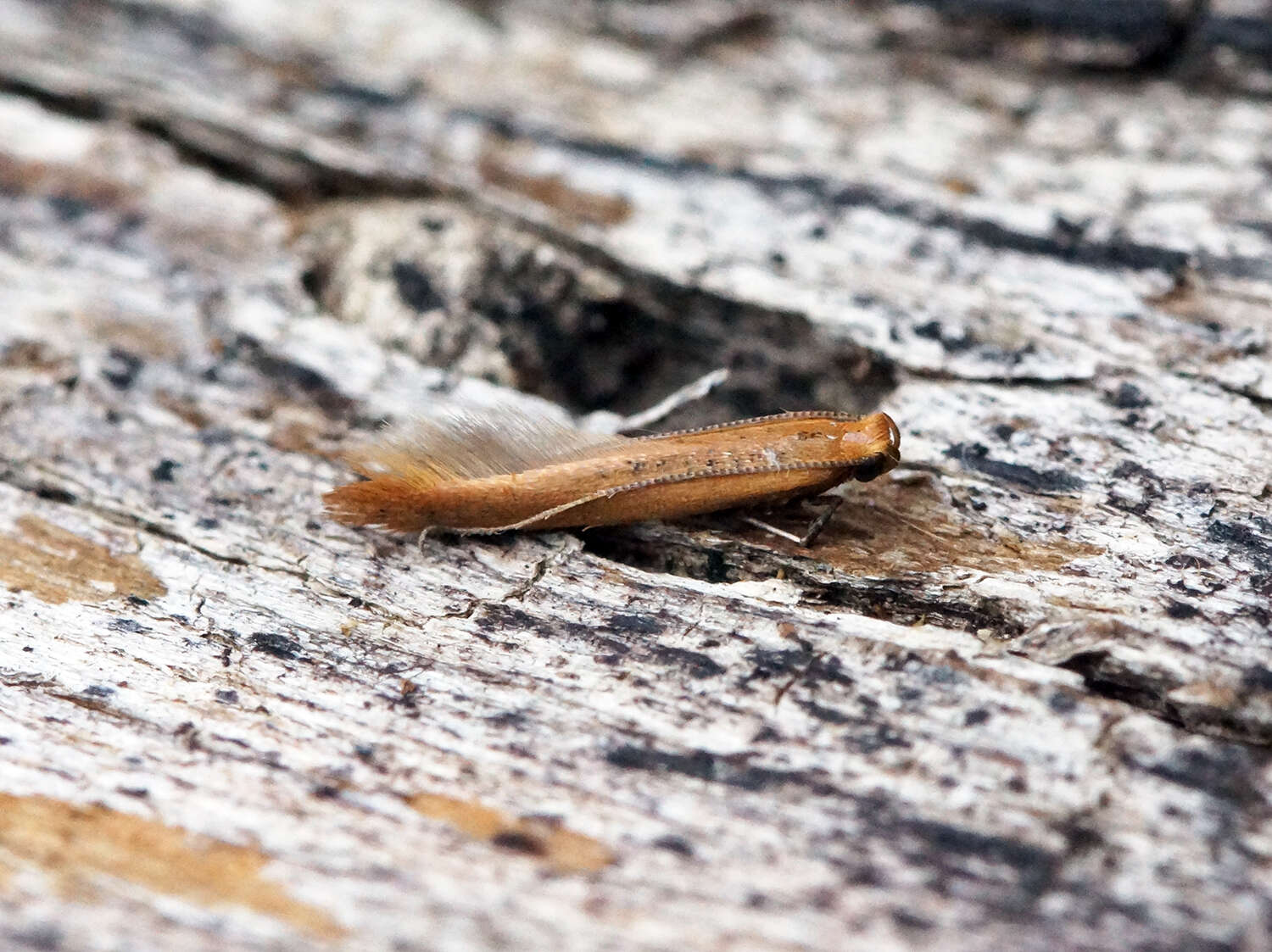 Image of Caloptilia rufipennella (Hübner 1796)