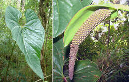 Imagem de Anthurium formosum Schott