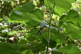 Image of Rose-breasted Grosbeak