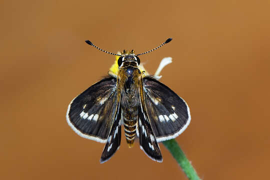 Image of Grey-veined Grass Dart