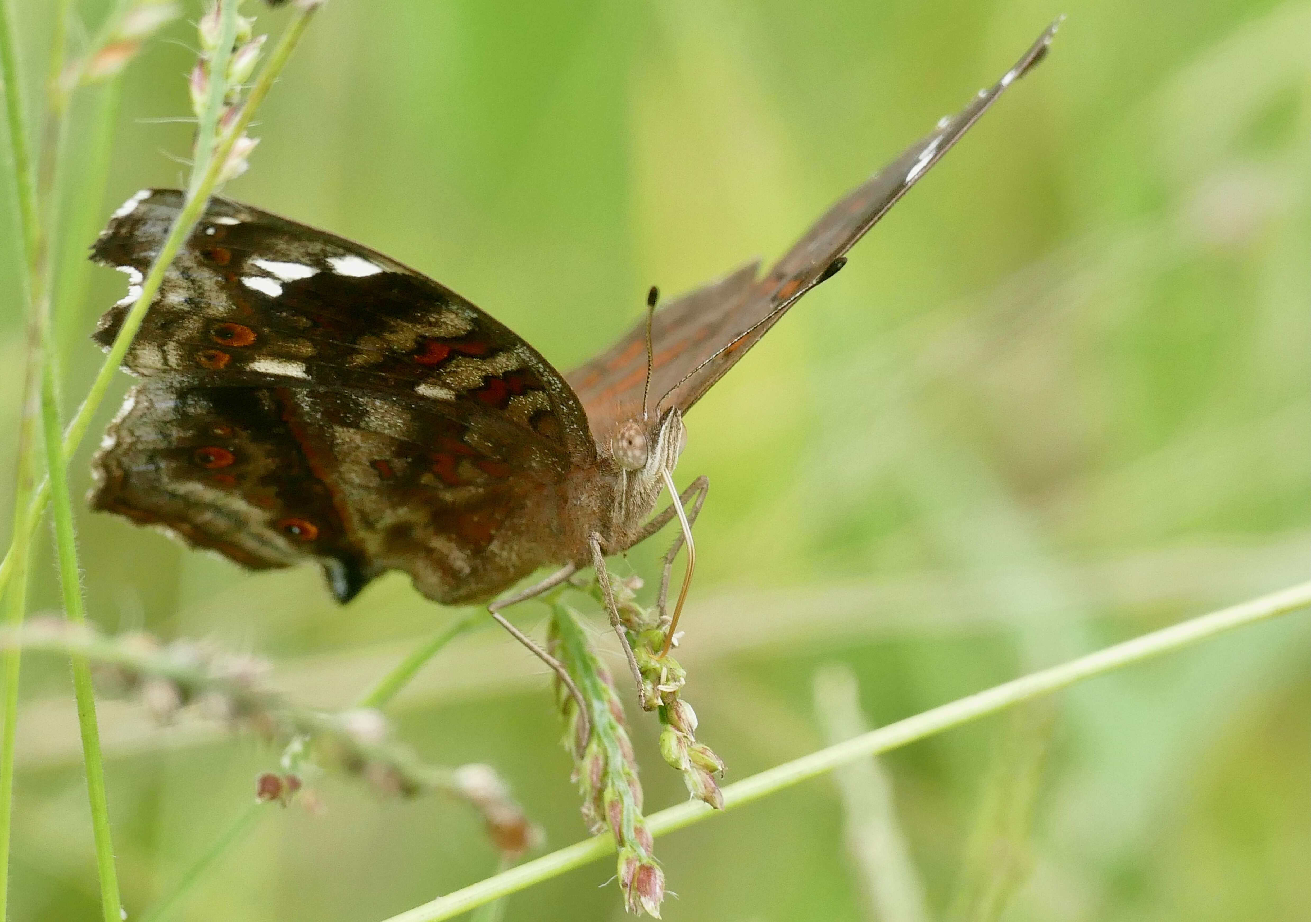 Imagem de Junonia natalica Felder 1860