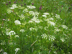 Imagem de Anthriscus sylvestris (L.) Hoffm.