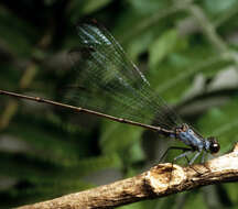 Image of Flying earwig Hawaiian damselfly