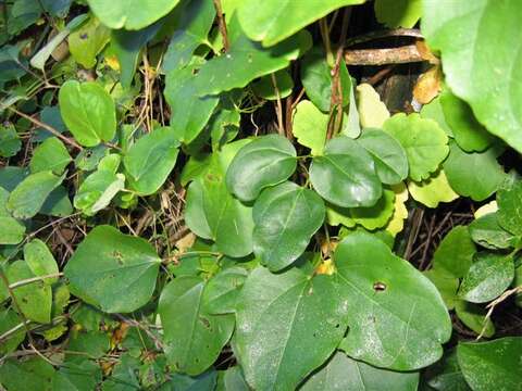 Image de Akebia trifoliata (Thunb.) Koidz.