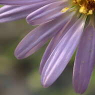 Image of Symphyotrichum kentuckiense