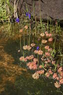 Image of Utricularia delphinioides Thorel ex Pellegr.