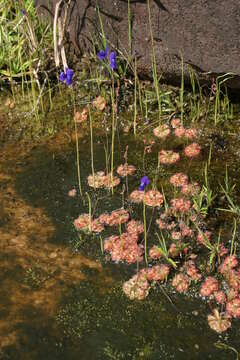 Image de Utricularia delphinioides Thorel ex Pellegr.