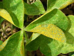 Image de Puccinia oxalidis Dietel & Ellis 1895