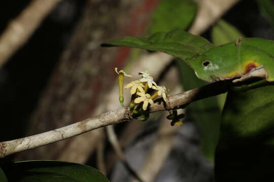 Image of Cyclophyllum multiflorum S. T. Reynolds & R. J. F. Hend.