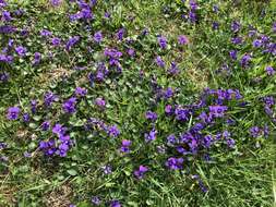 Image of common blue violet