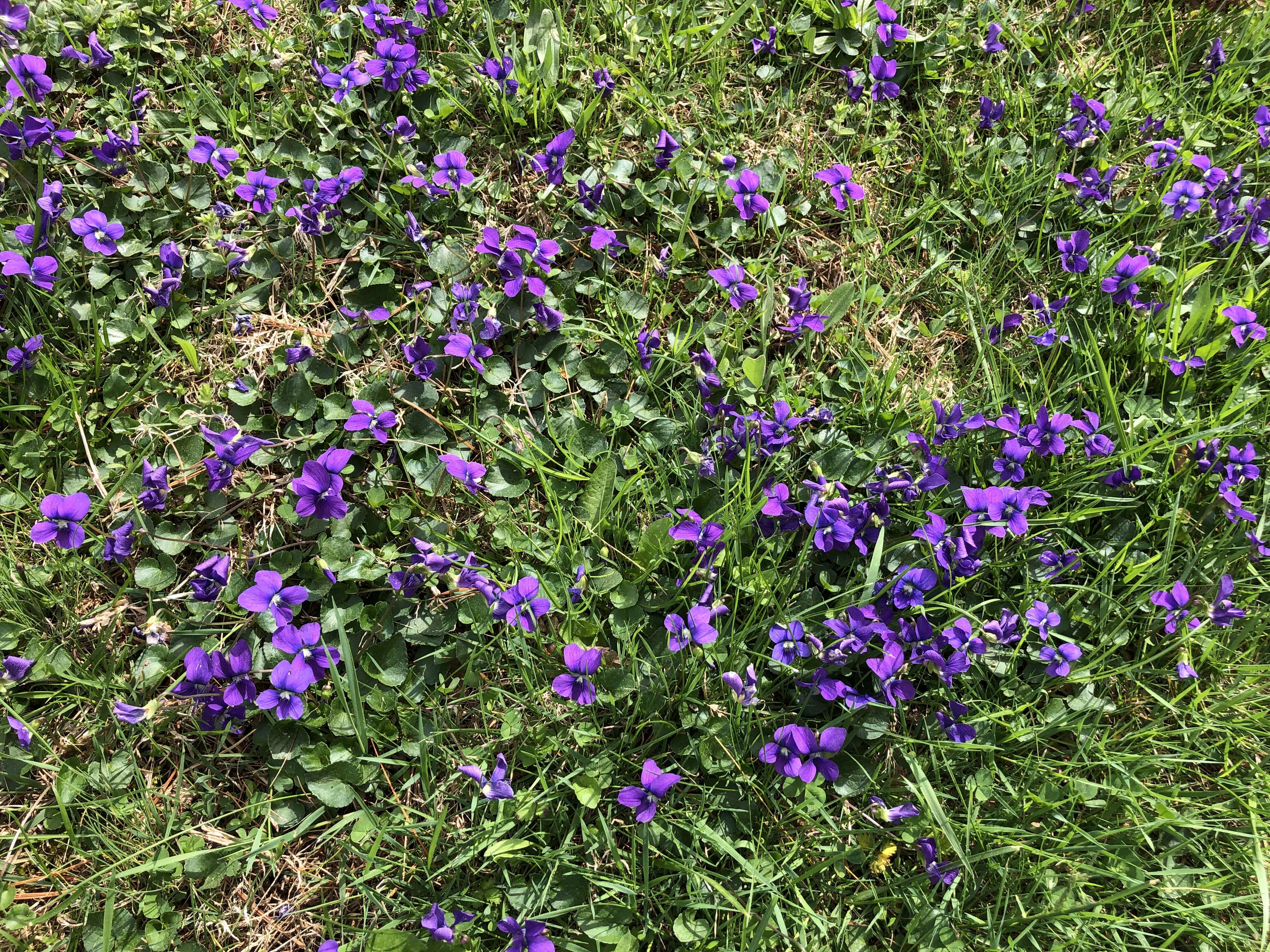 Image of common blue violet