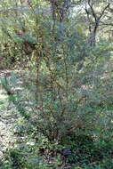 Image of Berberis trifolia (Cham. & Schltdl.) Schult. & Schult. fil.