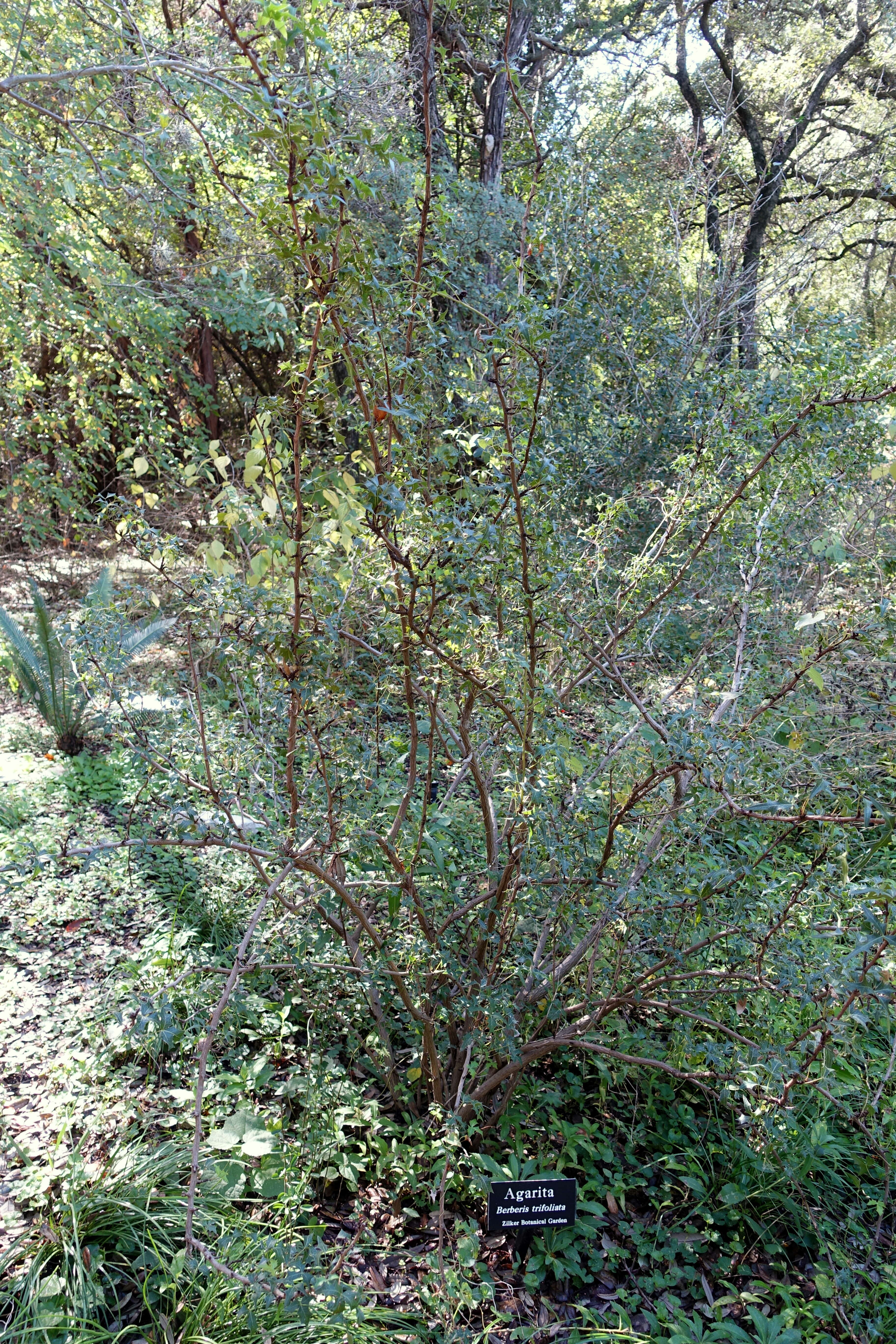 Image of Berberis trifolia (Cham. & Schltdl.) Schult. & Schult. fil.