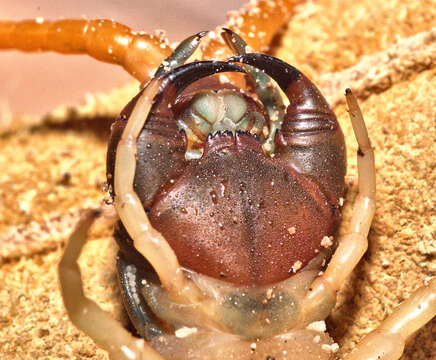 Image of Giant Redheaded Centipede