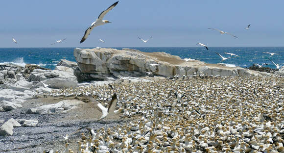 Image of Cape Gannet