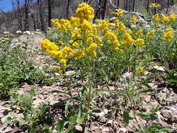 Image of Missouri goldenrod