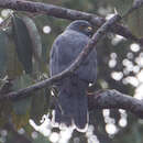 Слика од Accipiter henicogrammus (Gray & GR 1861)