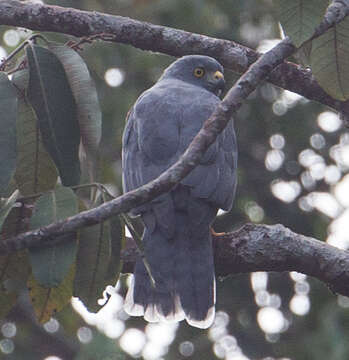 Accipiter henicogrammus (Gray & GR 1861) resmi