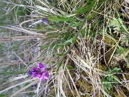 Image of tufted milkwort