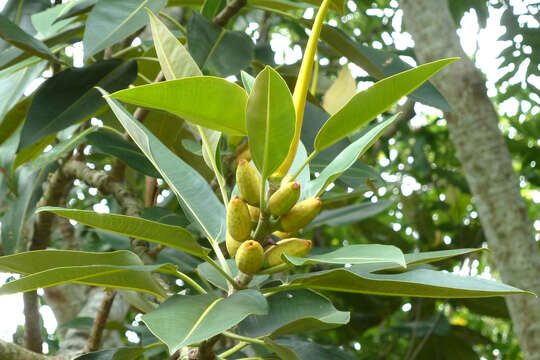 Image de Ficus pleurocarpa F. Müll.