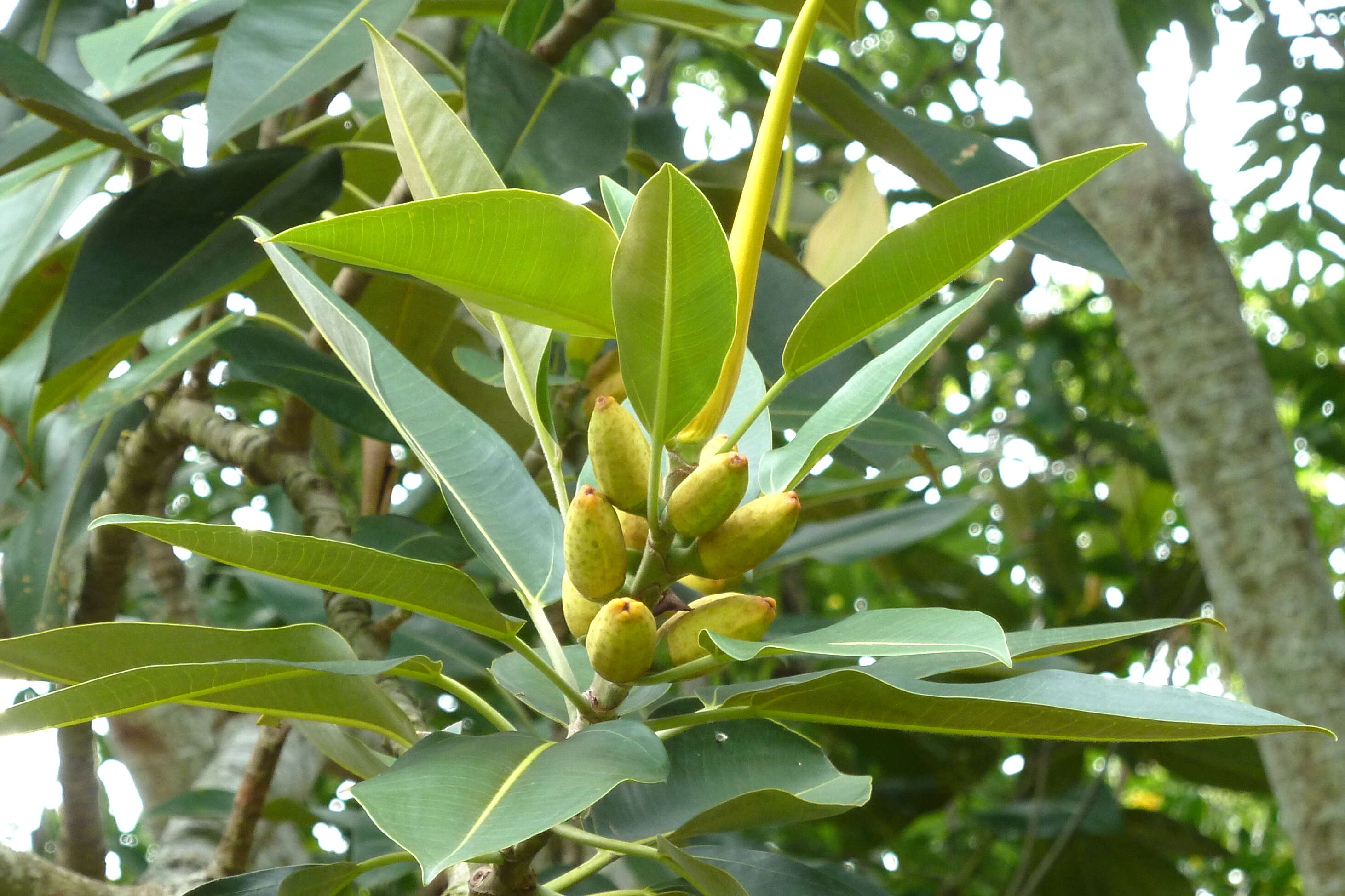 Image de Ficus pleurocarpa F. Müll.