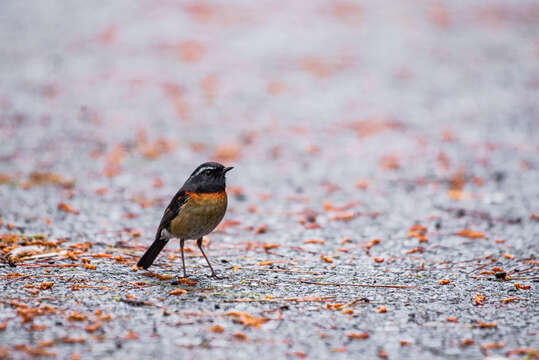 Image of Collared Bush Robin