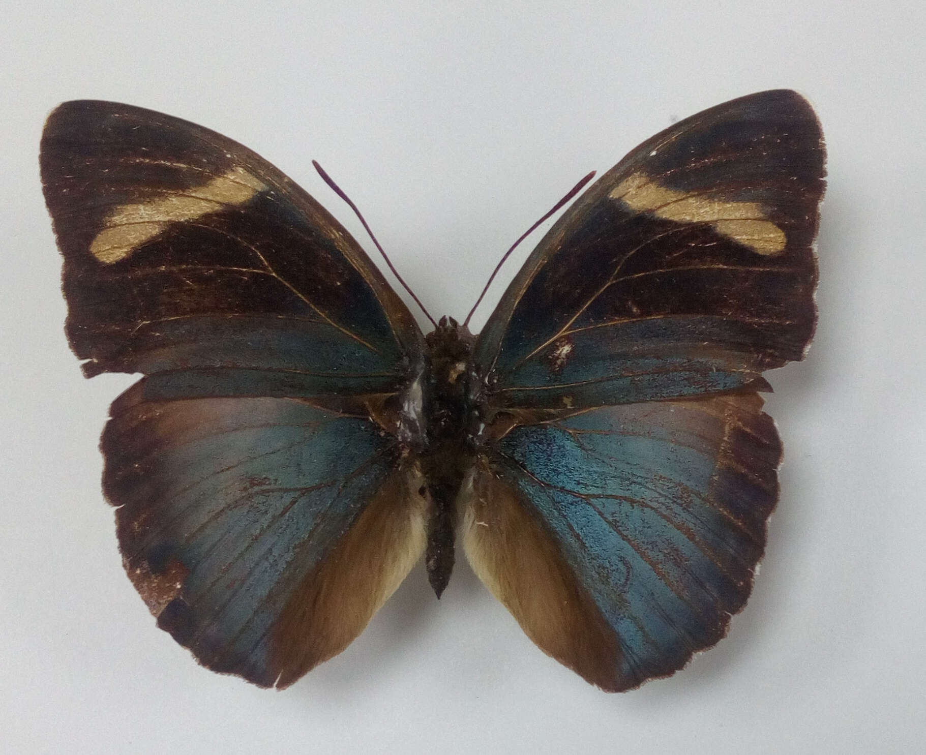 Image of Euphaedra medon Linnaeus 1763