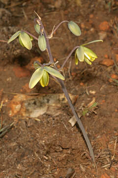 Image of Albuca juncifolia Baker