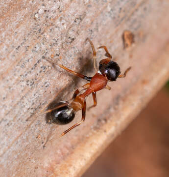 Image of Myrmarachne melanocephala MacLeay 1839