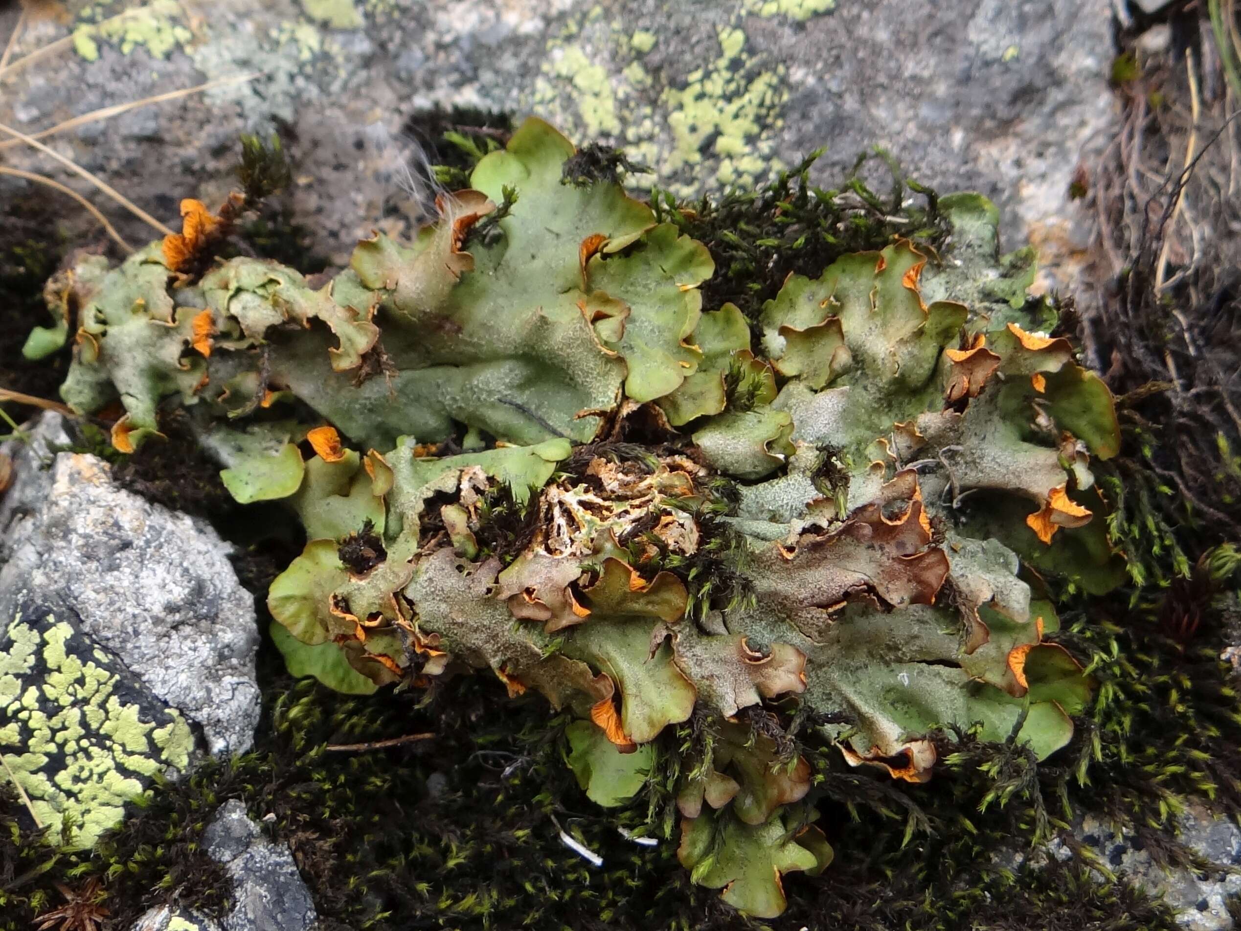 Image of chocolate chip lichen