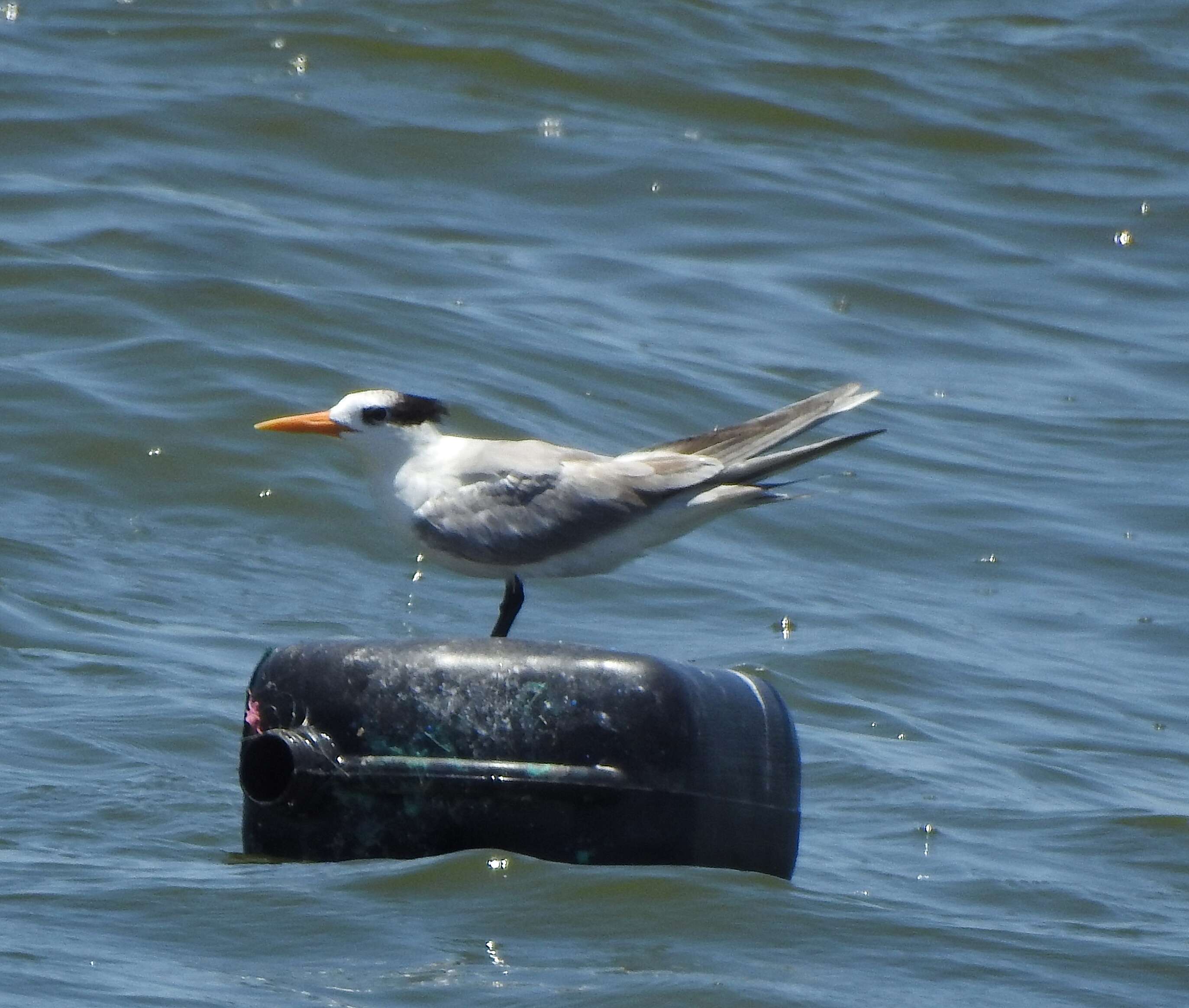 Image of Lesser Crested Tern