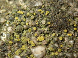 Image of Hidden goldspeck lichen