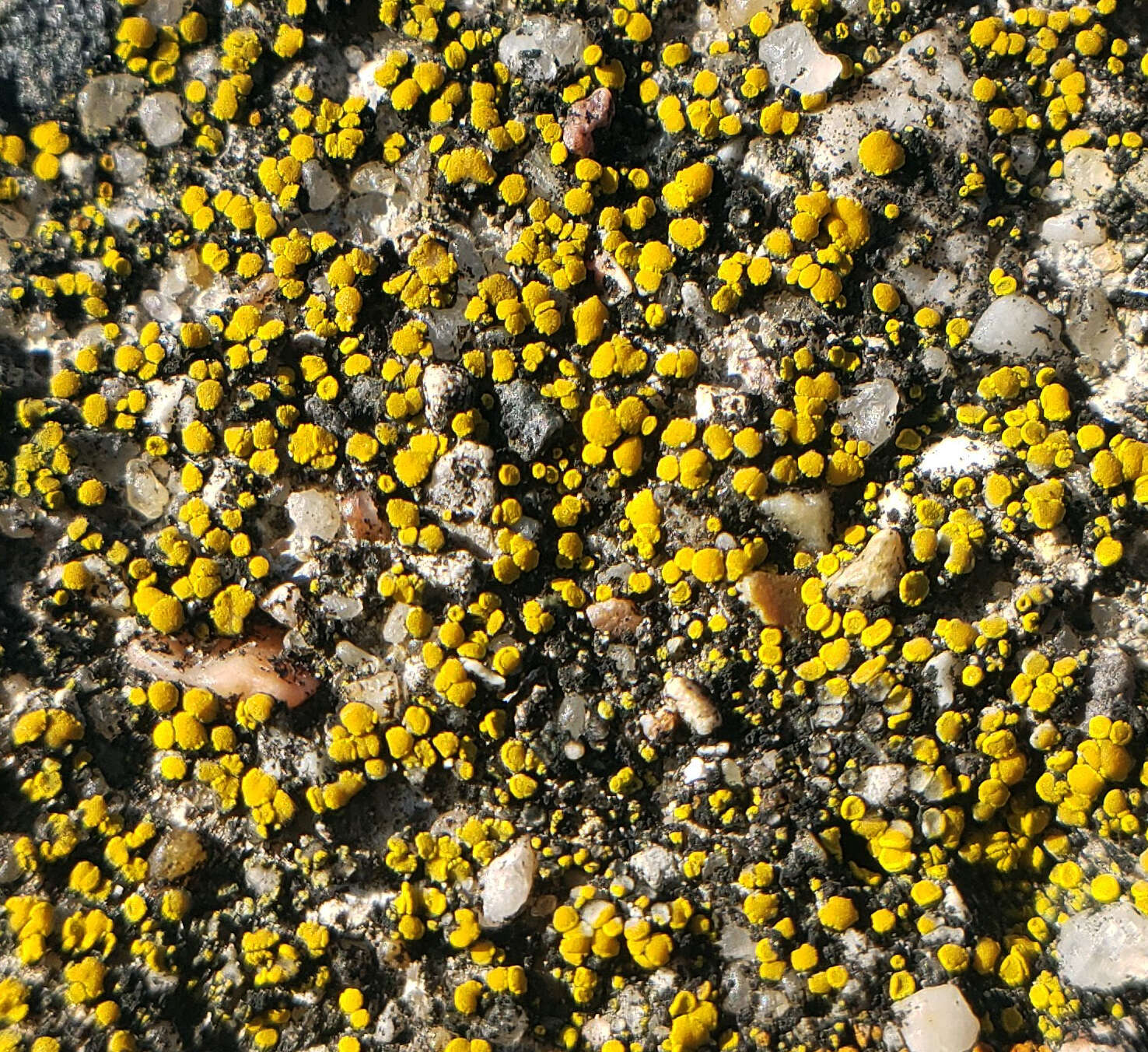 Image of Hidden goldspeck lichen