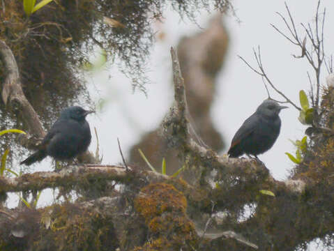 Image of Waller's Red-winged Starling