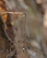 Image of Protosticta sanguinostigma Fraser 1922