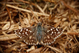 Image of White-Skippers