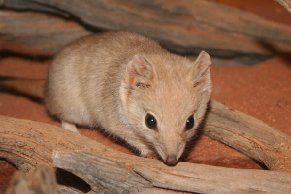 Image de Rat marsupial à queue crêtée