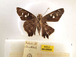 Image of Hammock Skipper